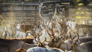 Syyskuun kuntatiedote ja vanhusten viikon ohjelma