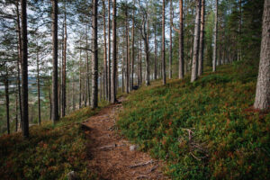 Metsä Aavasaksanvaaralla