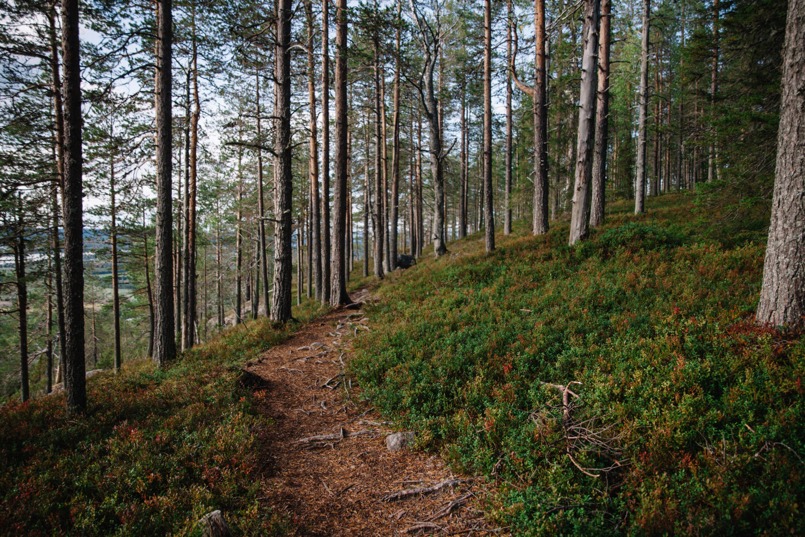 Metsä Aavasaksanvaaralla