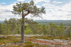 Hae yritysneuvojaksi Ylitorniolle