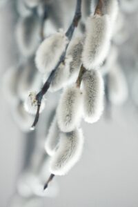 Kevhään kynnyksellä: Ikäihmisten päivätoiminnan näyttely kirjastossa