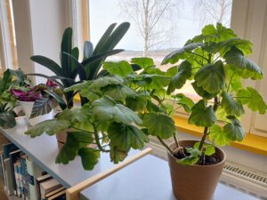 Pistokkaiden ja taimien vaihtopäivä