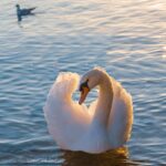 Luontoilta Meltosjärvellä kuva