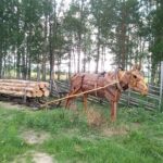 Savottapihan syysmarkkinat kuva
